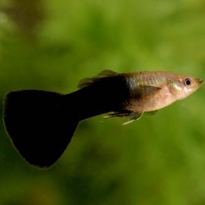 Guppy male black-silver